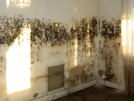 رطوبة الجدران والعفن رطوبة الجدران والعفن