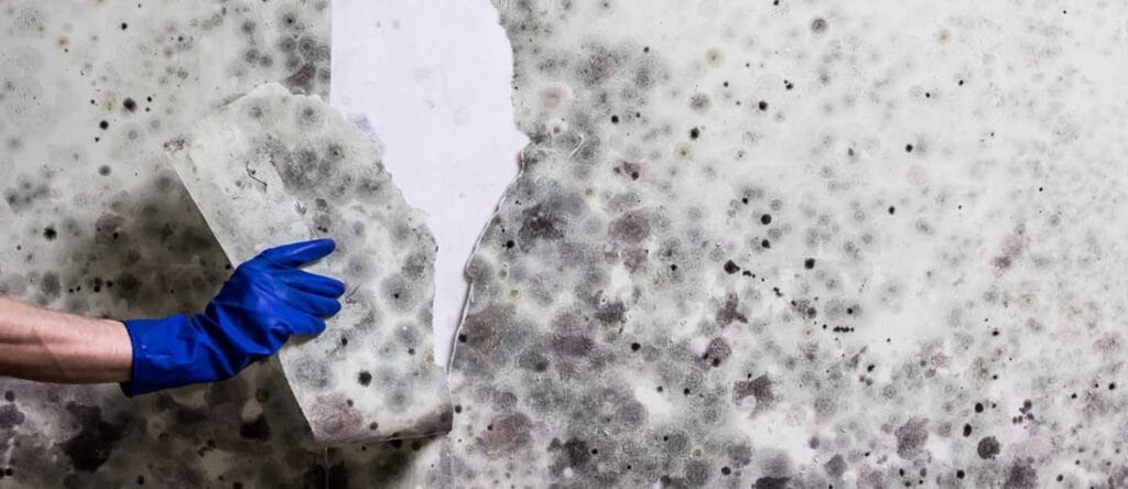 هل التسرب يسبب العفن؟